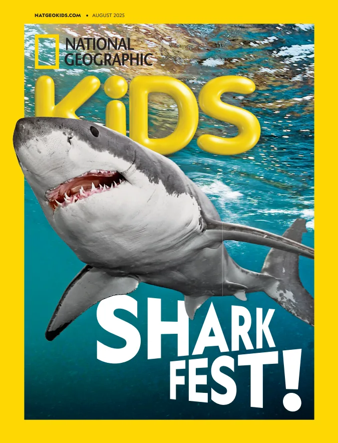 Find Your Shark Bestie Take Our Quiz to Discover Your Shark Soulmate